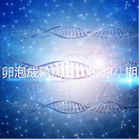 卵泡成熟需多久排卵，期間如何護理可提高受孕率