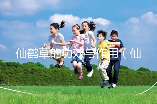 仙鶴草的功效與作用（仙鶴草的功效與作用與主治）