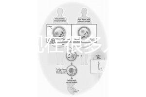 為什么現在很多人選擇用第三代試管嬰兒技術做試管嬰兒？