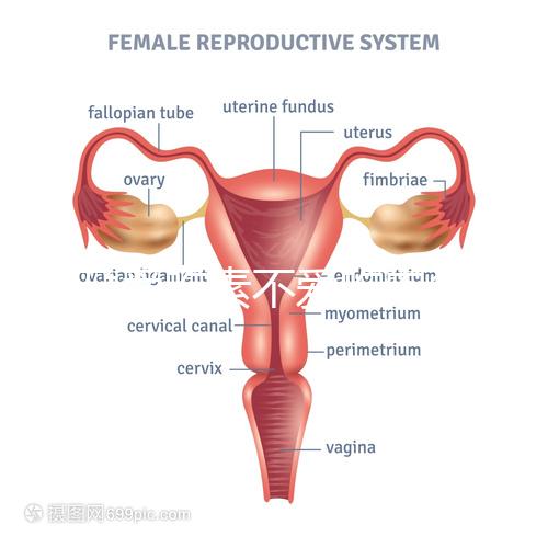 懷孕愛吃素不愛吃肉多半是女兒？幾率究竟多大進來一看便知