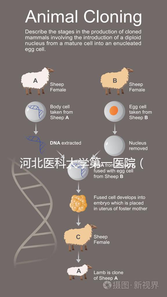 河北醫(yī)科大學第一醫(yī)院（河北醫(yī)科大學第一醫(yī)院擅長什么）