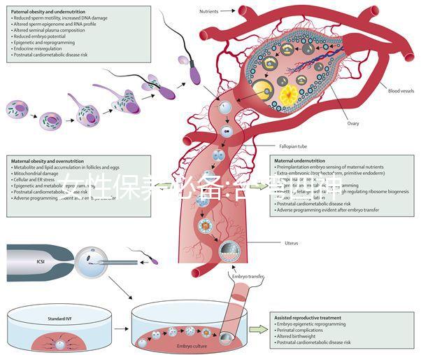 女性保養必備:臺灣四神四物湯功效與作用介紹