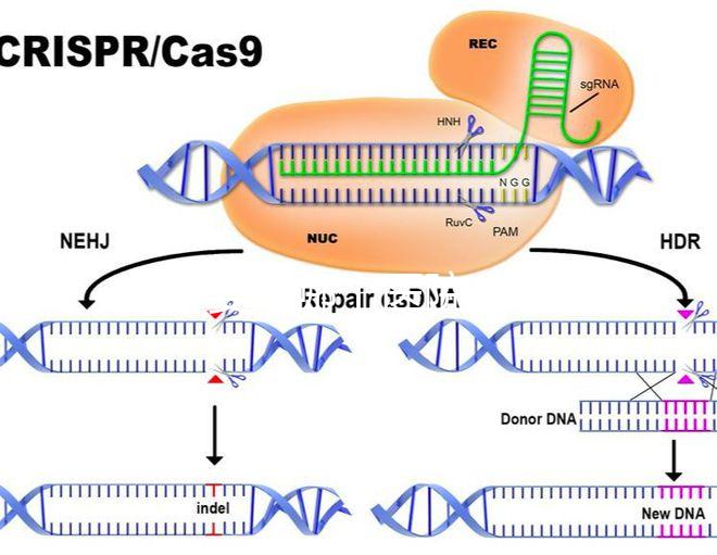 試管嬰兒哪個醫(yī)院成功率最高（試管嬰兒哪個醫(yī)院成功率最高掛號哈爾濱天元婦產(chǎn)）