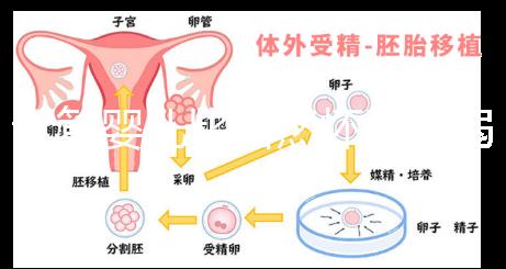 試管嬰兒比自然懷孕脆弱原因來(lái)襲，正不正常三分鐘說(shuō)清