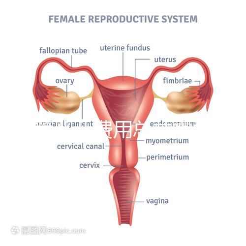 試管嬰兒費(fèi)用總共需要多少